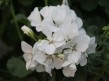 508 Pelargonia Rocky Mountain White