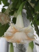 Datura Angels Butterfly 10 Brugmansia