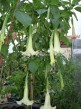 Datura Angels Butterfly 10 Brugmansia