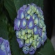 Hortensja Hydrangea Blue Heaven Everbloom