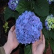 Hortensja Hydrangea Blue Heaven Everbloom