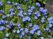 Nawrot - Lithodora diffusa Heavenly Blue