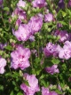 Hibiskus Purple Ruffles syriacus