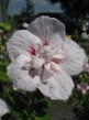 Hibiscus syriacus China Chiffon