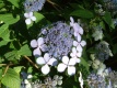 Bluebird Hortensja serrata Hydrangea