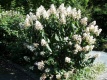 Hortensja Kyushu Hydrangea paniculata