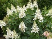 Hortensja Kyushu Hydrangea paniculata