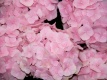 Hortensja Hydrangea Pink Wonder everbloom