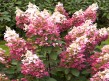 Hortensja Hydrangea piniculata Pinky Winky