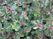 Macierzanka zwyczajna Thymus Pulegioides Foxley - dostępna