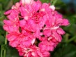306 Pelargonia Pink Carnation