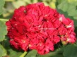 113 Pelargonia Ruby Rosebud Pelargonium