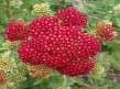 Krwawnik Red Velvet Achillea millefolium