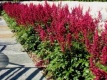 Tawułka Astilbe Chinensis Vision in Red