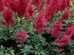 Tawułka Astilbe Chinensis Vision in Red