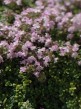 Macierzanka mieszańcowa Thymus Hybrida Rasta - DOSTĘPNA