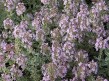 Macierzanka cytrynowa Thymus x Citriodorus Silver Queen - DOSTĘPNA