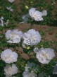 Hibiscus syriacus White Chiffon