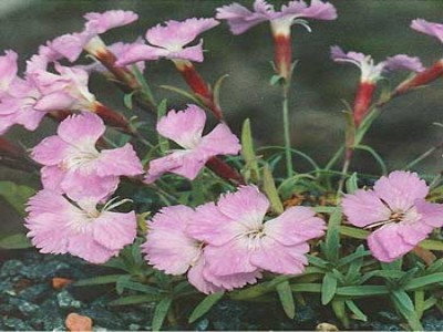 Goździk siny Dianthus Grantianopolitanus-Hyb Prinz Charming