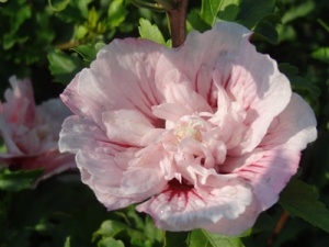Hibiscus syriacus Pink Chiffon