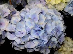 Hortensja Hydrangea Blue Wonder  Everbloom