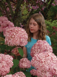 Hortensja Pink Annabelle Hydrangea arborescens