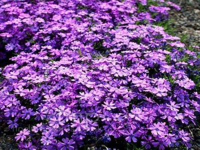 floks subulata Purple Beauty Phlox