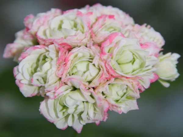 Pelargonia appleblossom rosebud
