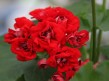 114 Pelargonia Scarlet Rambler