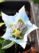 Gentiana angustifolia Lichtblau