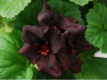 804 Pelargonia Black Butterfly