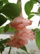 Datura Dalens Pink Amour 2