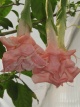 Datura Pink Perfection 11