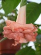 Datura Pink Perfection 11