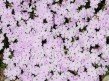 Floks douglasa Lilac Cloud Phlox