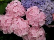 Hortensja Hydrangea Pink Wonder everbloom