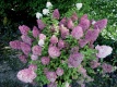 Hortensja Sundae Fraise Hydrangea paniculata