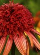 Jeżówka Echinacea hybrids Irresistible