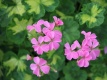 447 Pelargonia Pink Happy Thought