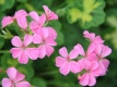 447 Pelargonia Pink Happy Thought