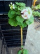 101 Drzewko Pelargonia Appleblossom Rosebud