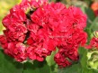 113 Pelargonia Ruby Rosebud Pelargonium