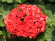 114 Pelargonia Scarlet Rambler