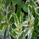 Przetacznik veronica gentianoides variegata