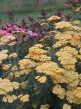 Krwawnik Achillea millefolium Terracotta