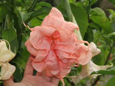 Datura Dalens Pink Amour 2