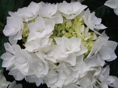 Hortensja Hydrangea Coco Everbloom