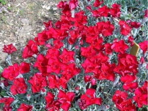 Goździk siny Dianthus gratianopolitanus Lavastrom