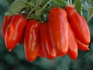 Pomidor San Marzano