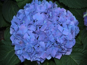 hortensja blue wonder